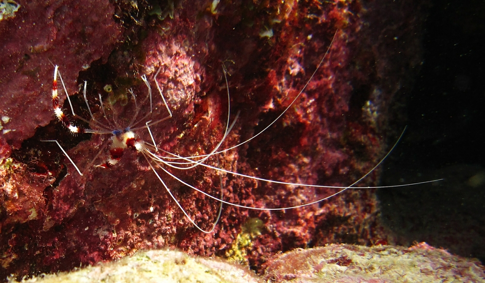 Banded Coral Shrimps (Stenopus hispidus) were everywhere.
