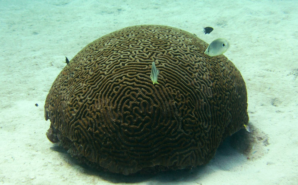 I can't decide whether this is Boulder Brain Coral (Colpophyllia natans), or Symmetrical Brain Coral (Diploria strigosa). Tire Reef.