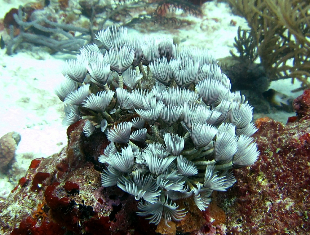 Now some worms. First, a colony of Social Feather Duster tube worms (Bispira brunnea) at Tire Reef.