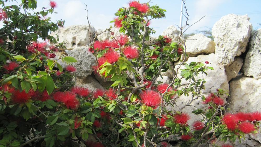 Pretty flowers grow well in the sun on Aruba, as long as they can get plenty of water.