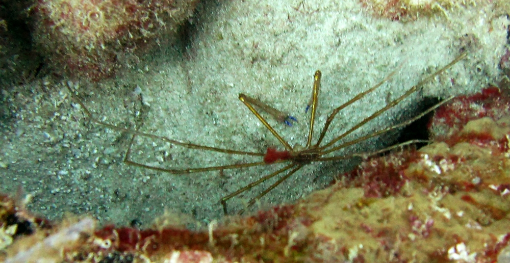 Looking straight down onto a Yellowline arrow crab (Stenorhynchus seticornis) at Arashi Reef. You can easily make out its blue claws.