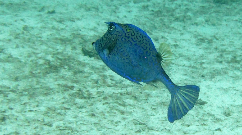 ...and here's a Scrawled Cowfish (Acanthostracion quadricornis) at Arashi Reef. 