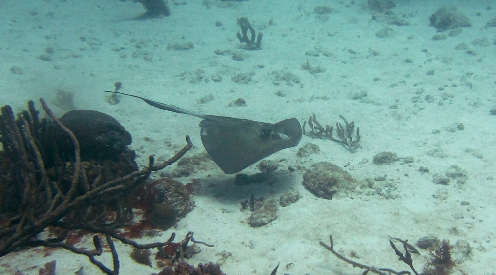 Only one small Southern Stingray (Dasyatis americana) this time. This one was at Arashi Reef.