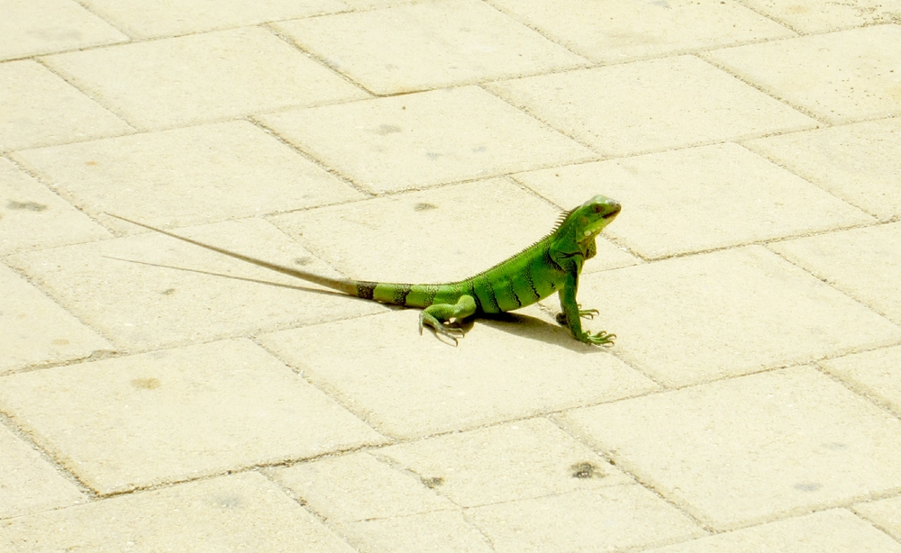 Lizards large and small are everywhere on the island. This one, about 75cm long, was in Aqua Windie's courtyard.