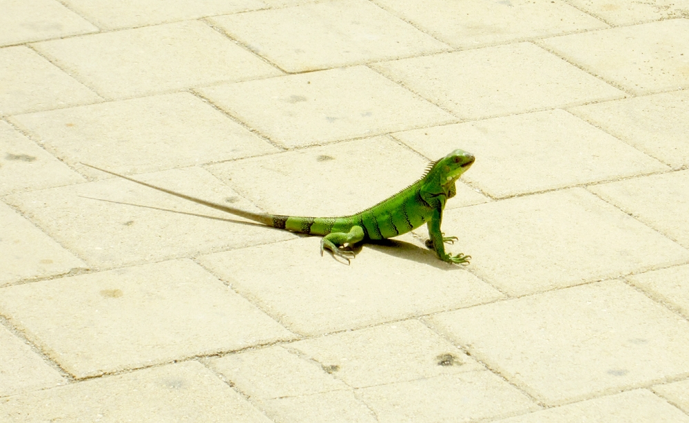 Lizards large and small are everywhere on the island. This one, about 75cm long, was in Aqua Windie's courtyard.
