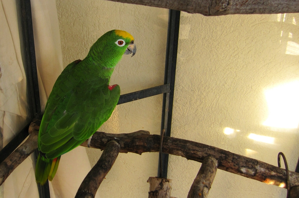 Paco would bow his/her head against the bars of the cage in the Sandbar so that you could stroke his/her head.