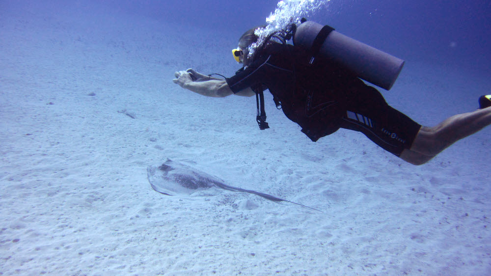 Big Southern stingray near the wrecks at Steel Forest.