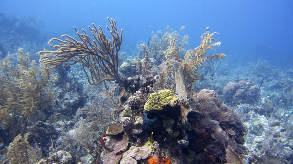 Good reeftop with plentiful corals and sponges near the wall at Grouper Haven.