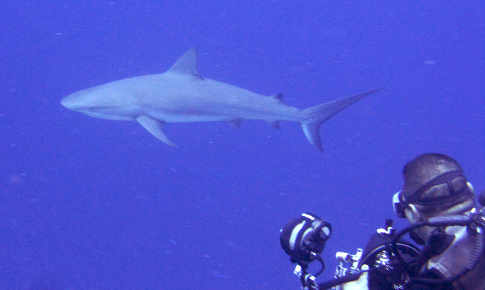 Caribbean reef shark (Carcharhinus perezii) just over the wall at Grouper Haven. 