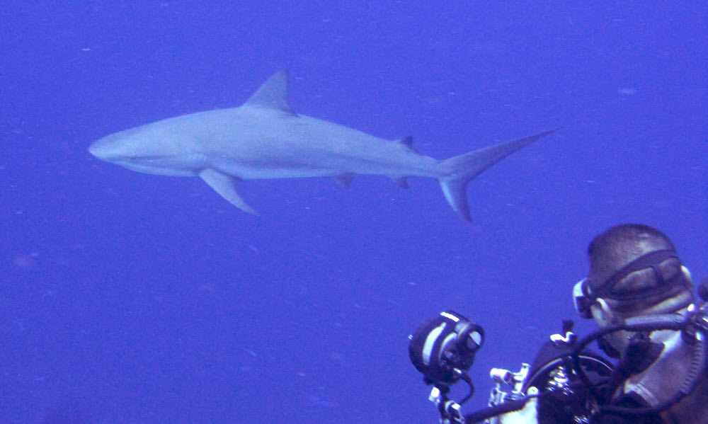 Caribbean reef shark (Carcharhinus perezii) just over the wall at Grouper Haven.