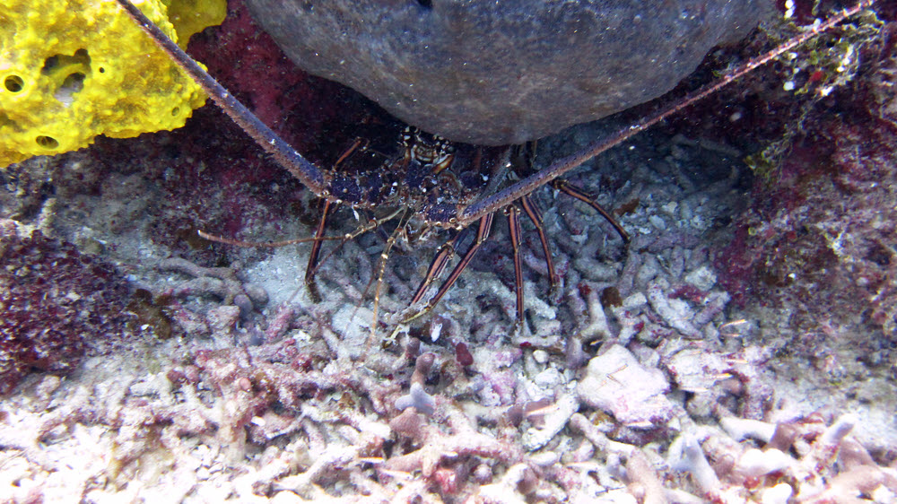 Spiny Lobster (Panulirus argus) hiding under a coral head at Grouper Haven.