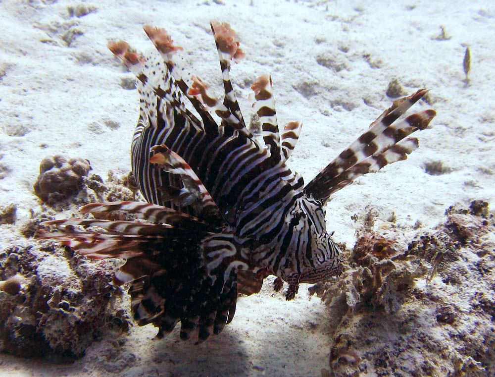 A massive Lionfish (Pterois volitans).