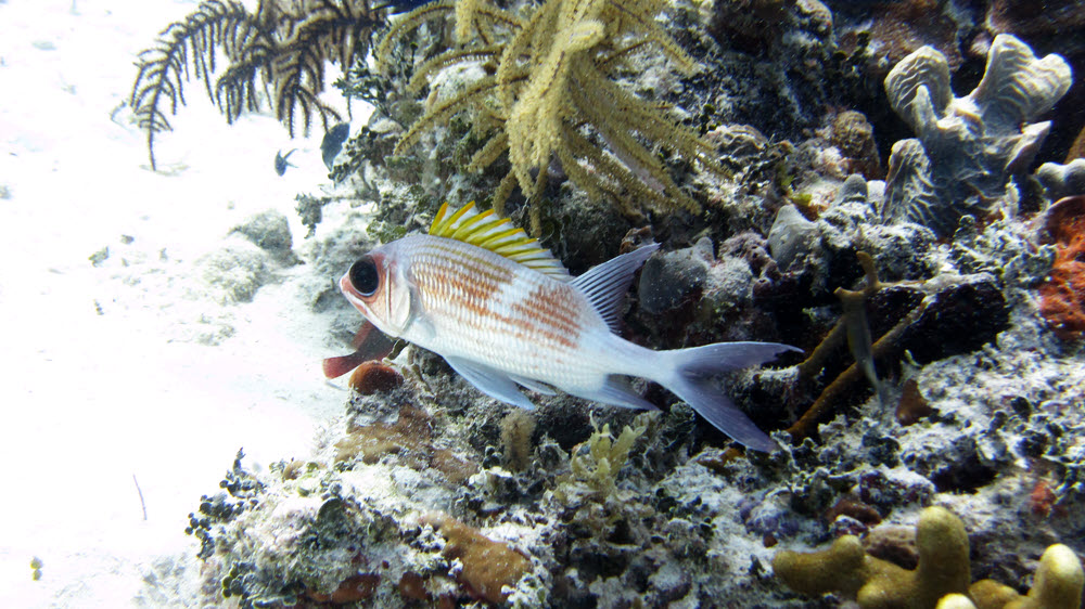 Squirrelfish (Holocentrus ascensionis) at the James Bond Wrecks dive site.