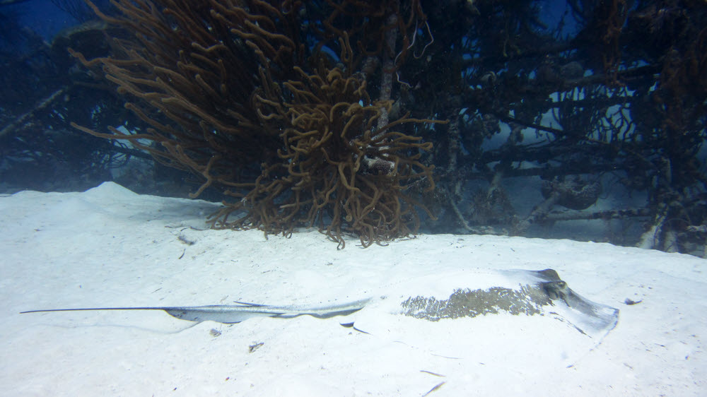 A big Southern stingray (Dasyatis americana) trying to hide underneath a layer of sand in front of the 
			remains of the Vulcan bomber from 'Thunderball' at the James Bond Wrecks dive site.