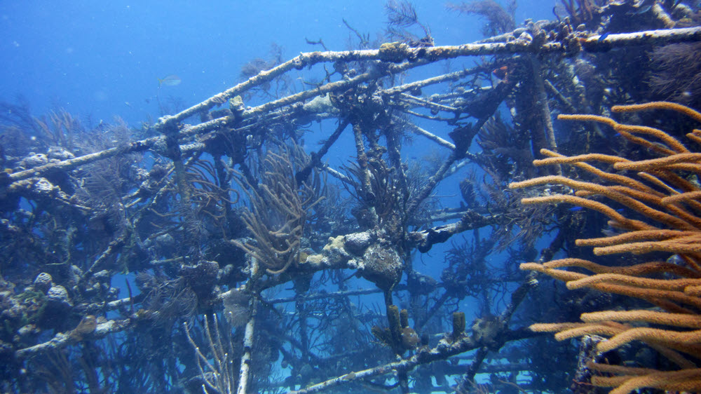 Soft coral-covered scaffolding poles are all that remains of the remains of the Vulcan bomber.