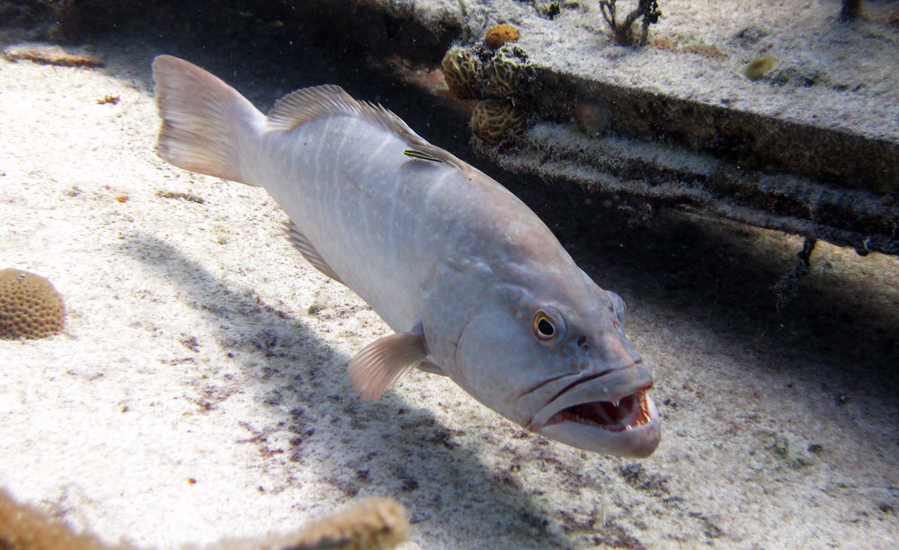 A very pale Nassau Grouper (Epinephilus striatus) solicits a clean from a much smaller wrasse on the 'Tears of Allah' wreck near the Vulcan.