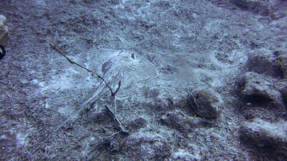 A smallish Southern stingray (Dasyatis americana) hides on the sandy floor at 25m among vegetable debris at the Razorback Ridge site.