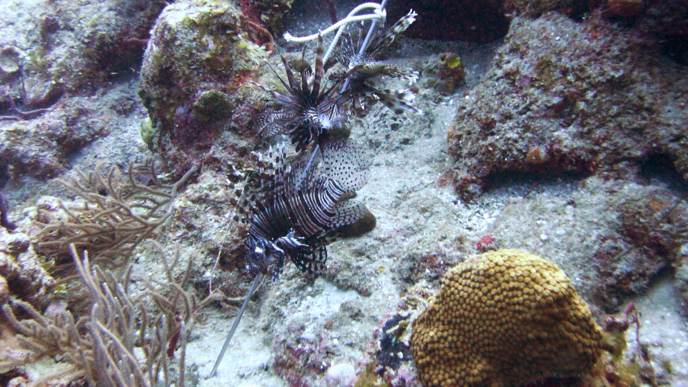 Several Lionfish on the end of the dive leader's spear.