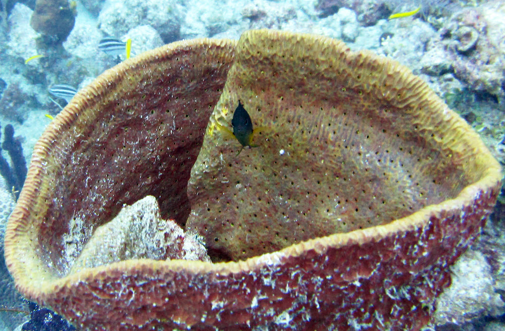 Chromis sheltering in a barrel sponge looks at me suspiciously.