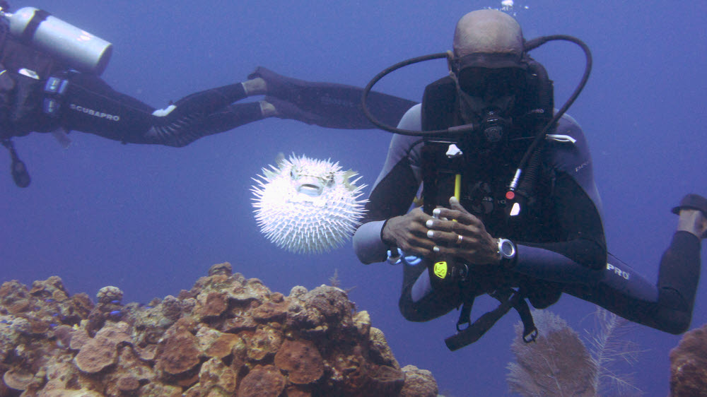 This poor Porcupinefish (Diodon histrix) has been handled by our dive leader, causing it to inflate.