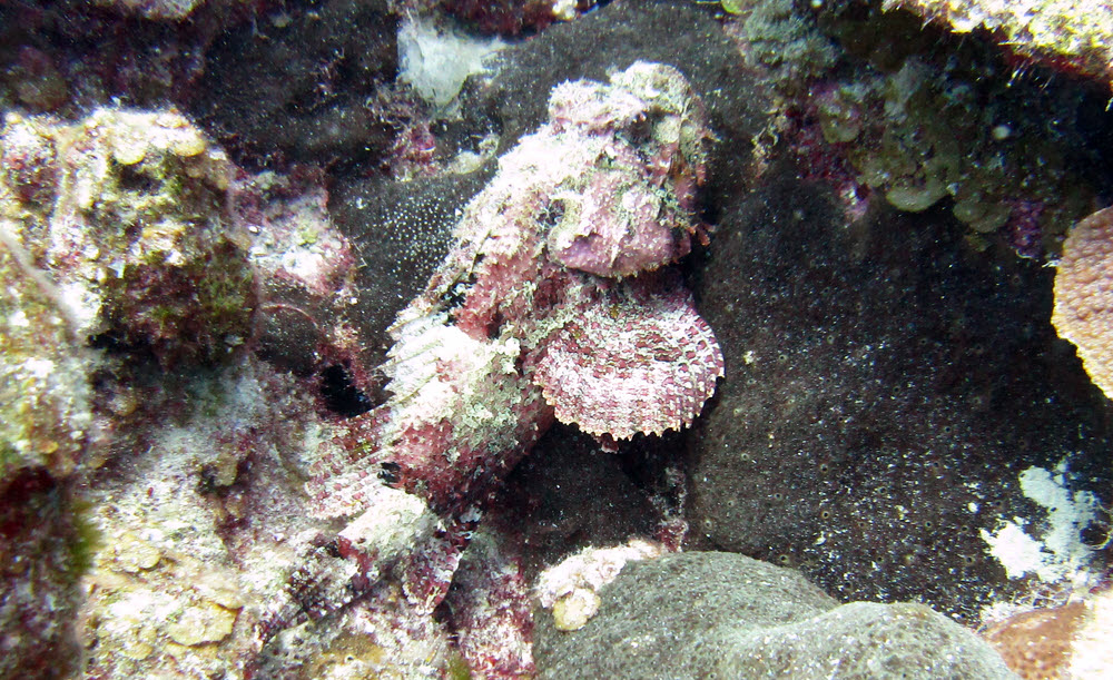 Spotted Scorpionfish (Scorpaena plumieri) lies in wait for unsuspecting passers-by.