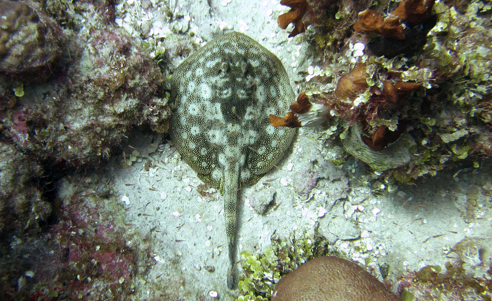 A Yellow stingray (Urolophus jamaicensis) hides in a niche in the coral.