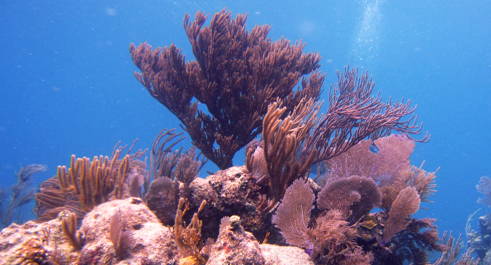 Good coral and sponges on the reeftop at Fan Sea Purple - a shallow dive site, mostly around 10m deep.
