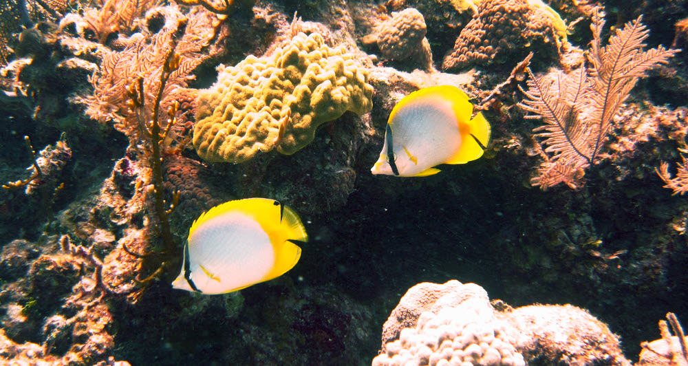 Spotfin Butterflyfish (Chaetodon ocellatus).