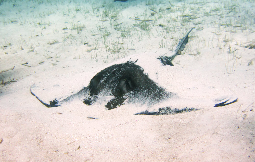 A massive Southern stingray (Dasyatis americana).