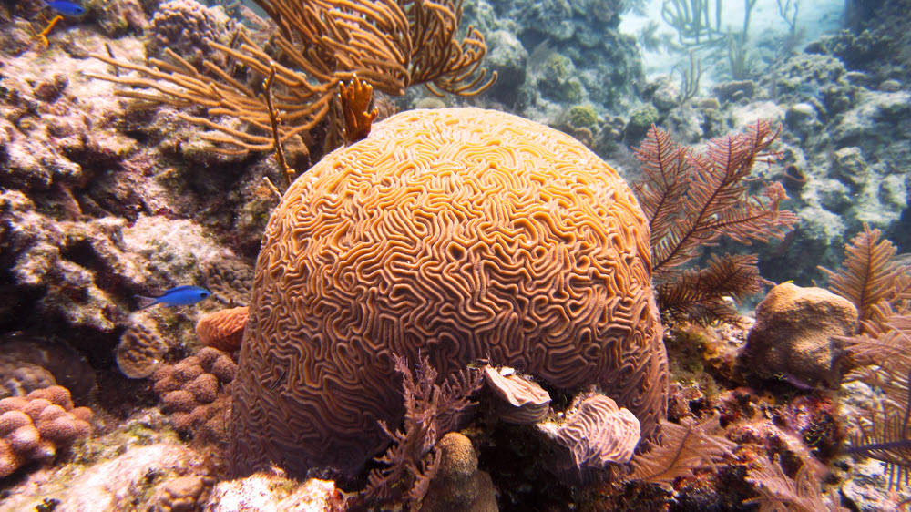 Brain coral.