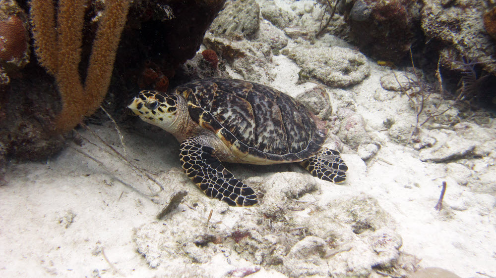 A big unconcerned, sleepy Hawksbill Turtle (Eretmochelys imbricata).