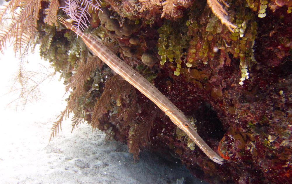 Most likely a Trumpetfish (Aulostomus maculatus).