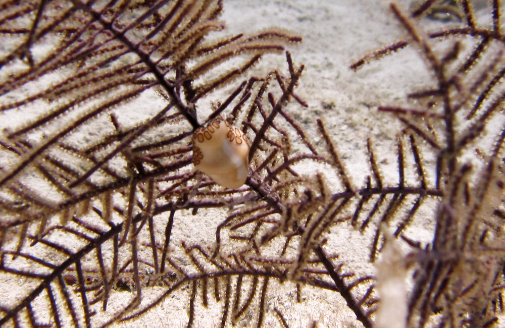 Flamingo Tongue snail (Cyphoma gibbosum).