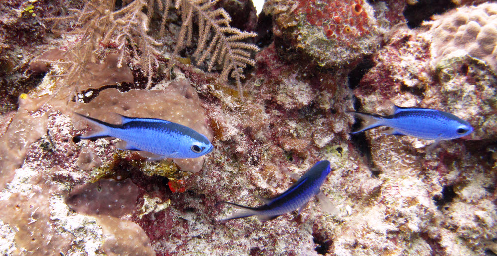 Blue Chromis (Chromis cyanea).