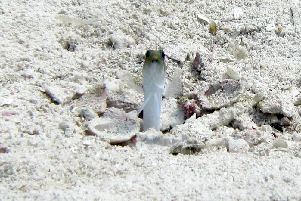 A Garden Eel (Heteroconger halis) peers at me suspiciously from its hole.