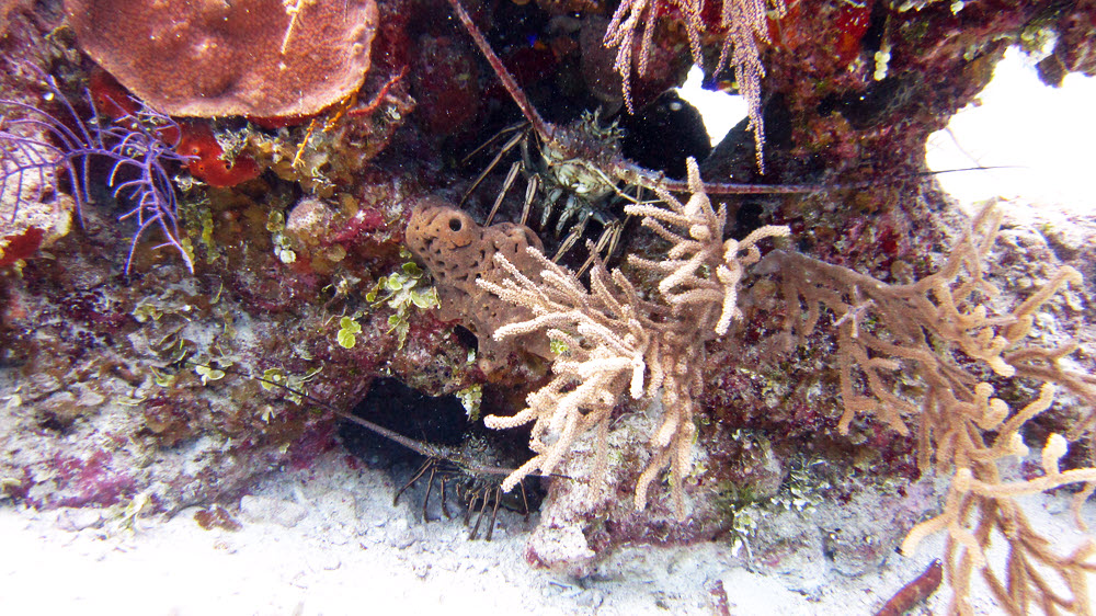 A couple of Spiny Lobsters (Panulirus argus) dare me to approach.