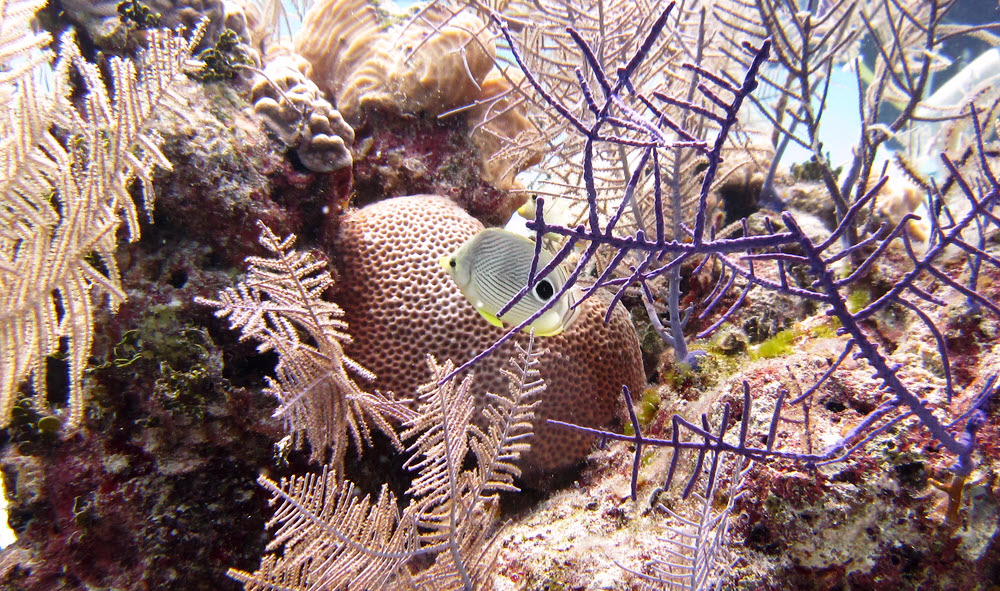 Foureye Butterflyfish (Chaetodon capistratus) in amongst soft corals at Fan Sea Purple.
