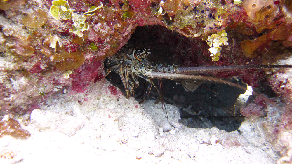 A Spiny Lobster (Panulirus argus) backs into its hole as I approach.
