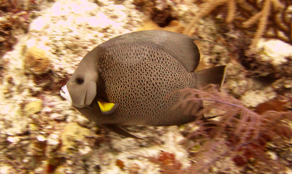 Gray Angelfish (Pomacanthus arcuartus).