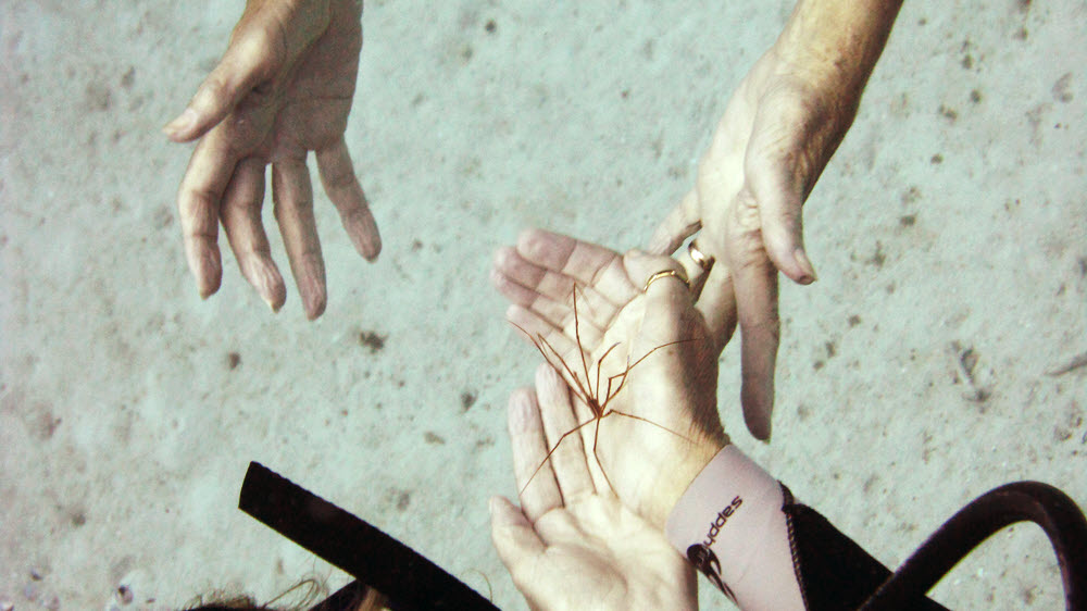 Divers handle a crab, probably an Arrow crab (Stenorhynchus seticornis), found on the wreck.