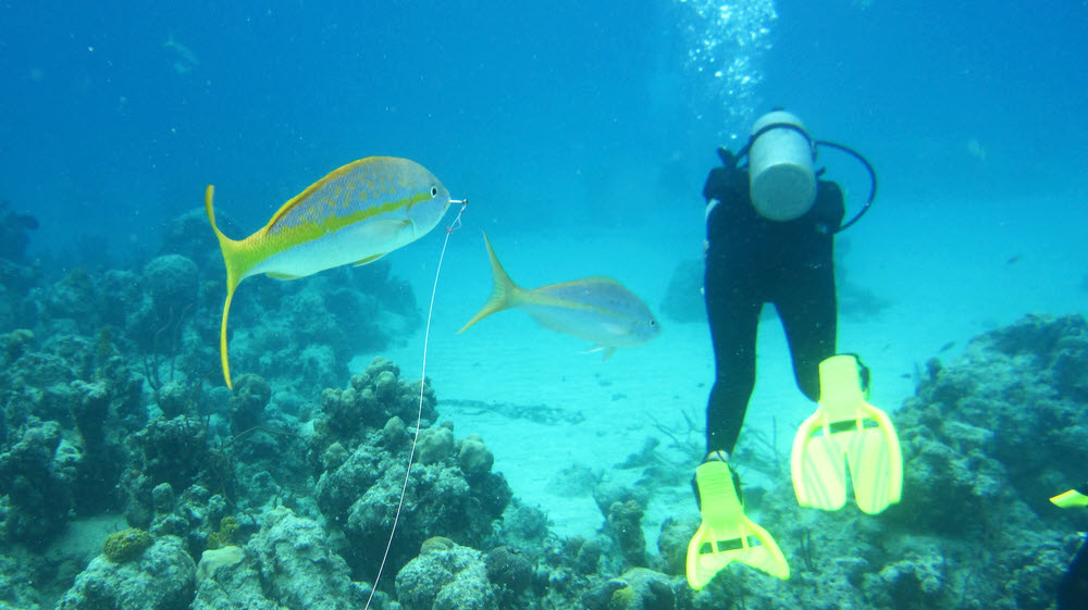 This poor Yellowtail snapper (Ocyurus chrysurus) has a fishhook stuck in its mouth, and trails the line after it.