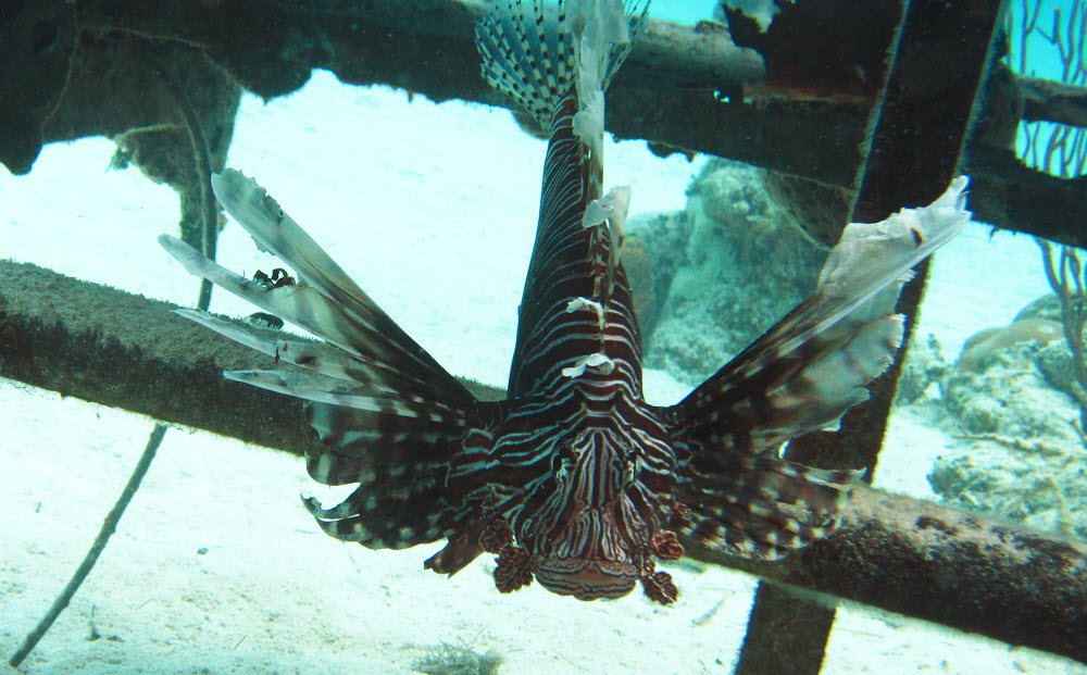 Inside the cockpit we found a massive Lionfish (Pterois volitans) sheltering.