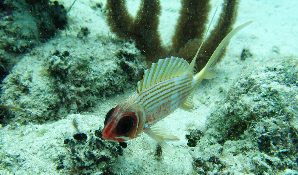 Squirrelfish (Holocentrus ascensionis) on the reeftop not far from the 'Jaws' plane.