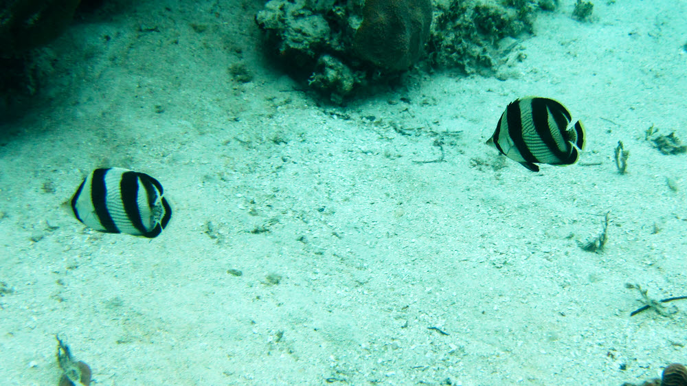 A pair of Banded butterflyfish (Chaetodon striatus).