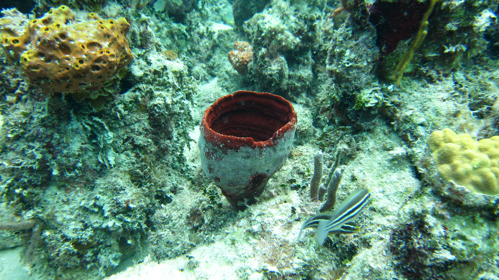 Plenty of barrel sponges and corals on the reeftop close in to the shore.