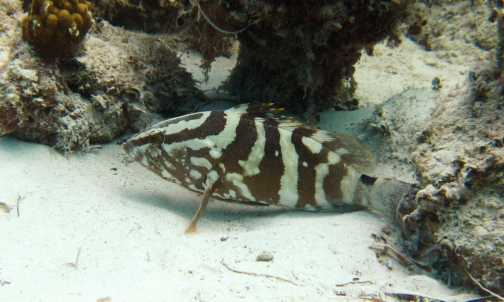 The final underwater photo - fittingly, of a Nassau Grouper (Epinephelus striatus).