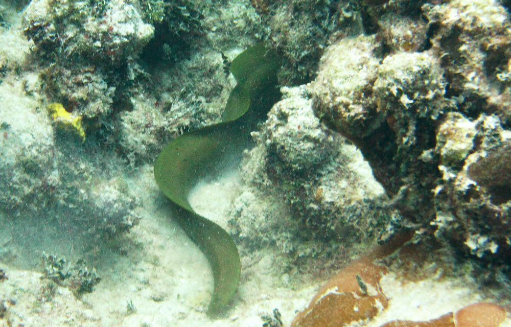 ...and secondly a large Green Moray (Gymnothorax funebris) scuttles off behind some rocks.