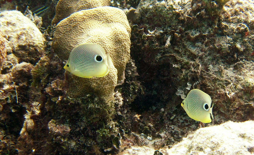 A pair of Foureye butterflyfish (Chaetodon capistratus).
