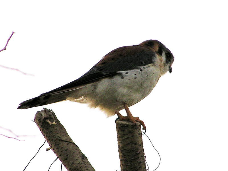 American Kestrels hung around the French Village, looking for beetles and lizards.... (70k)