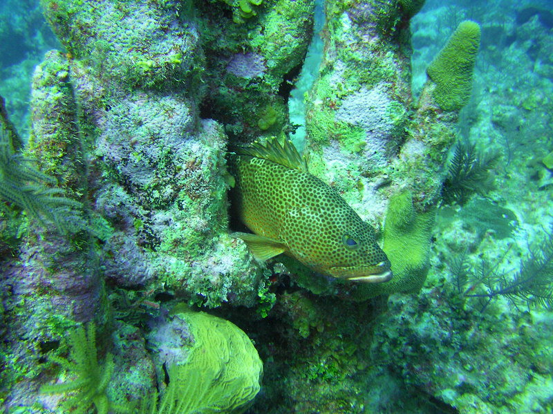 Underwater at last.�This Grouper hides in a cleft in the coral at Hole In The Wall, Northwest Point. (269k)